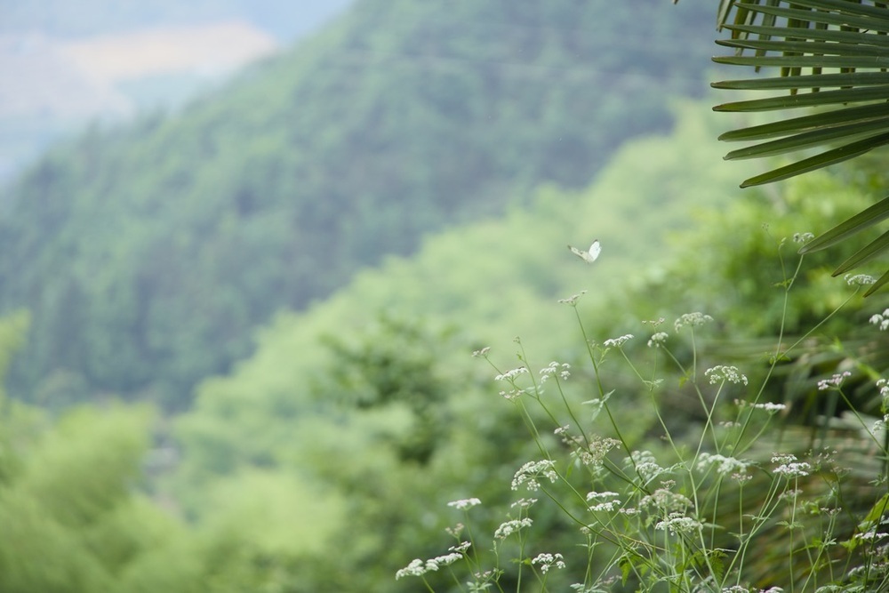 Terraced fields in Lishui, South Zhejiang